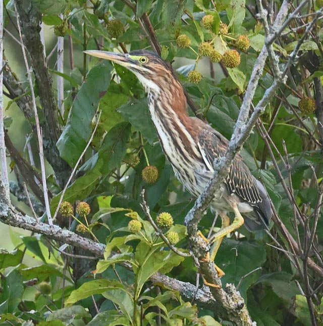 Green Heron (juvenile)