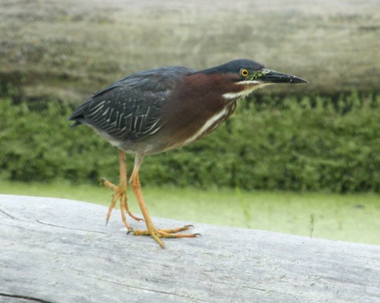 Green Heron