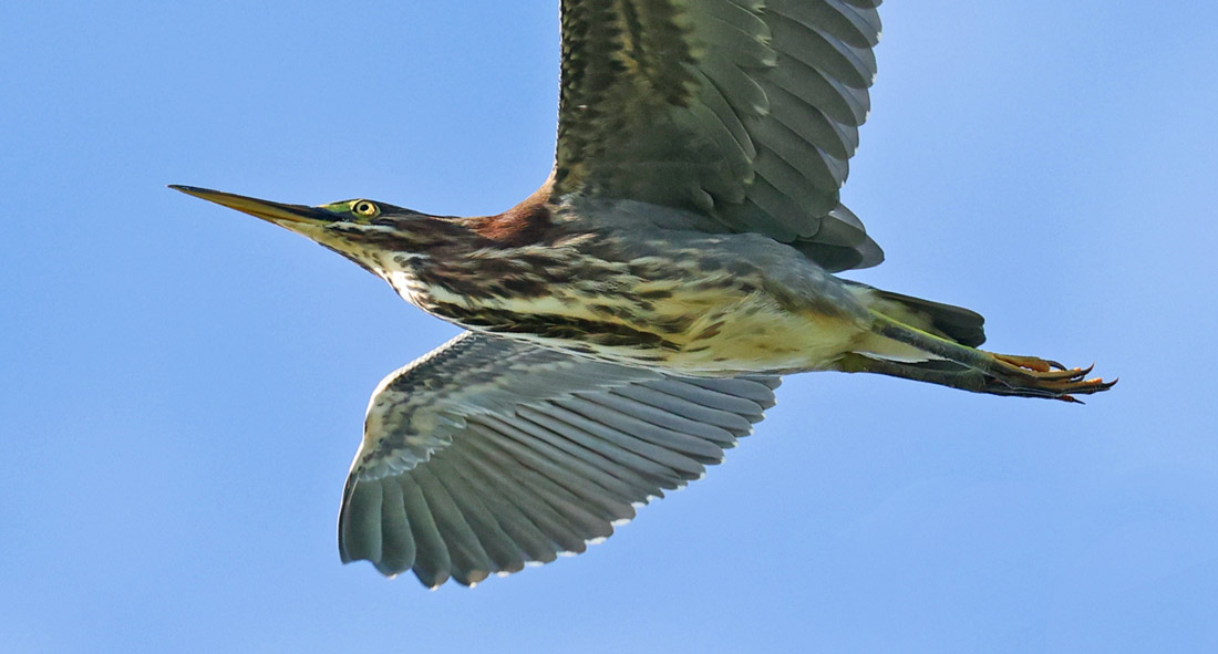 Green Heron
