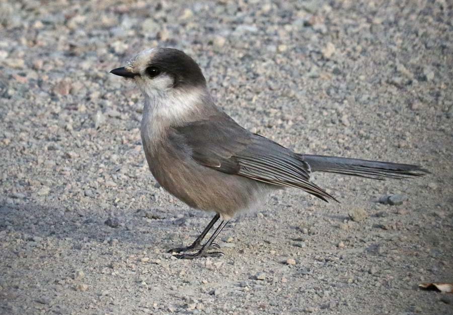 Gray Jay photo #3