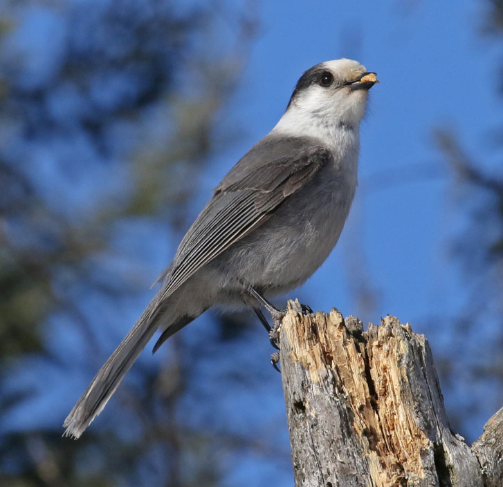Gray Jay photo #1