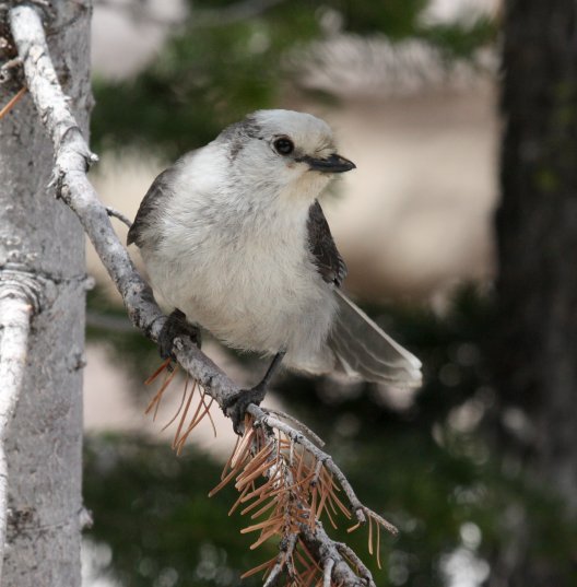 Gray Jay photo #1