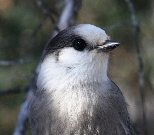 Gray Jay photo #6