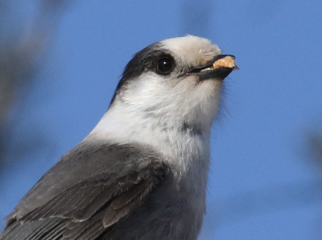 Gray Jay photo #2