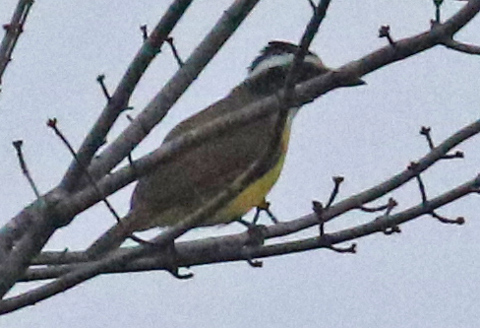 Great Kiskadee