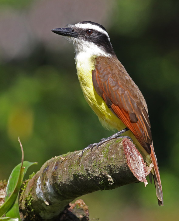 Great Kiskadee