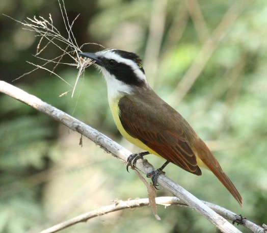 Great Kiskadee