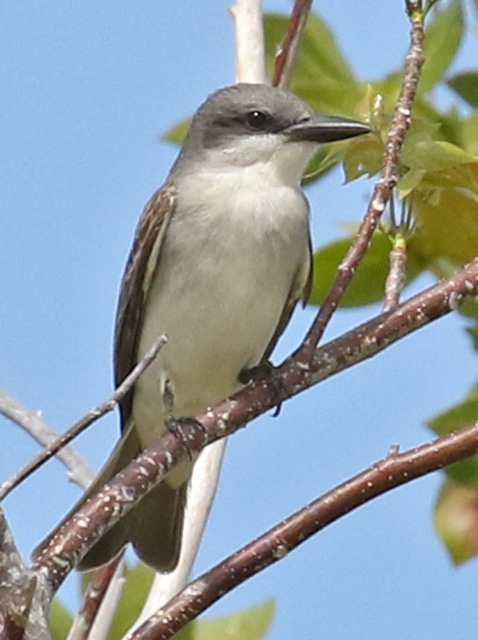 Gray Kingbird
