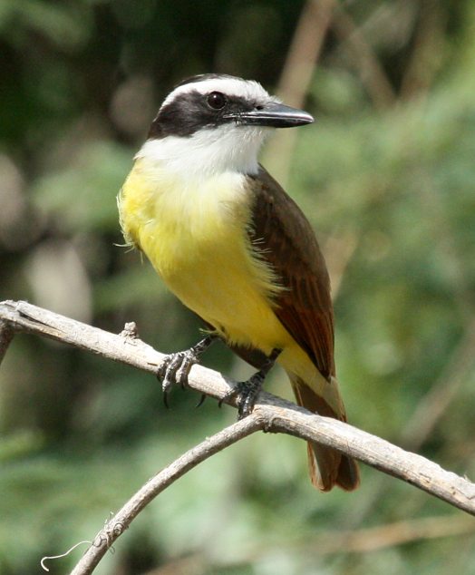 Great Kiskadee