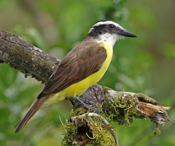 Great Kiskadee