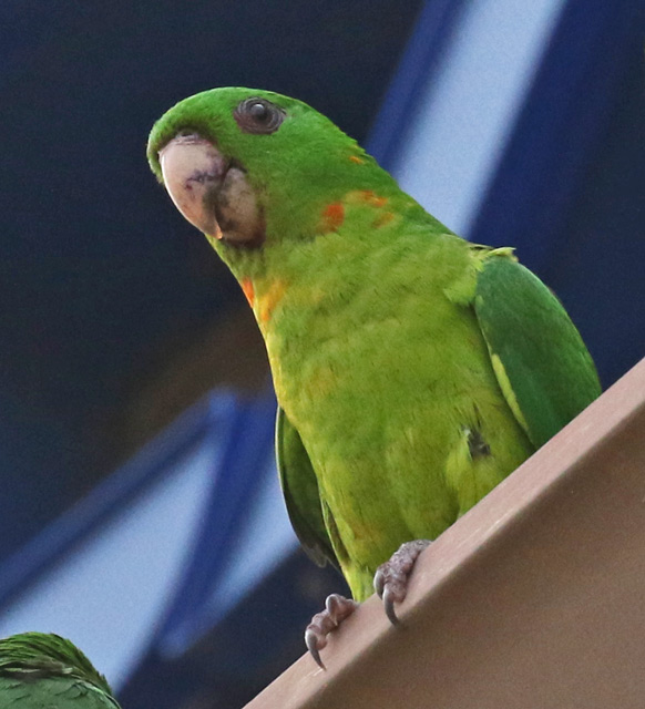 Green Parakeet