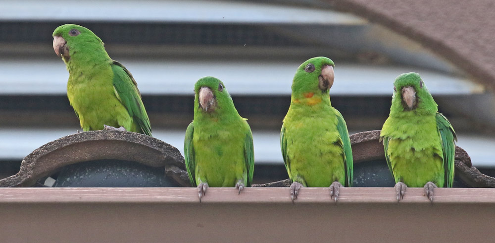 Green Parakeet