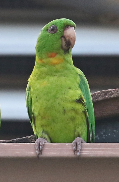 Green Parakeet