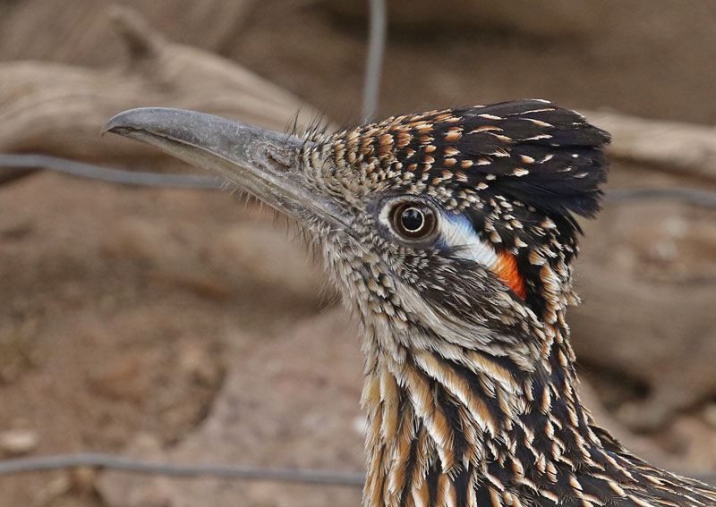 Greater Roadrunner photo #2