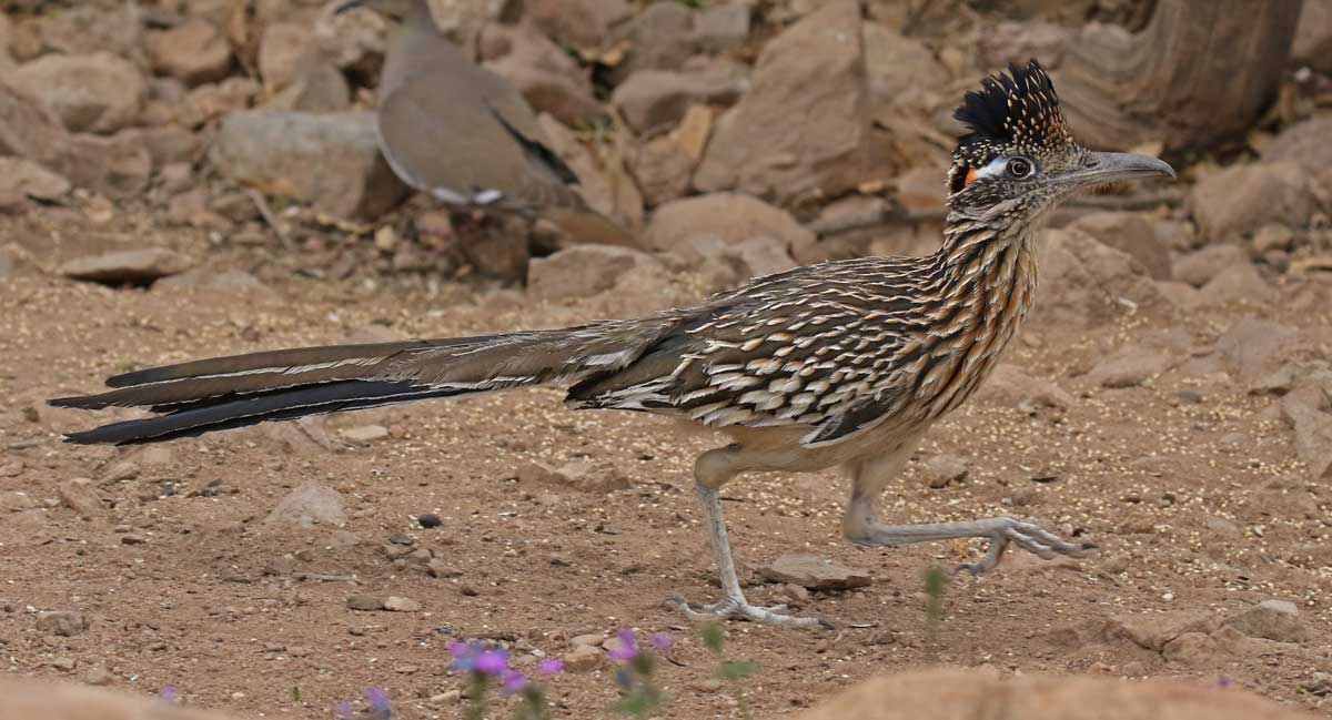 Greater Roadrunner photo #1