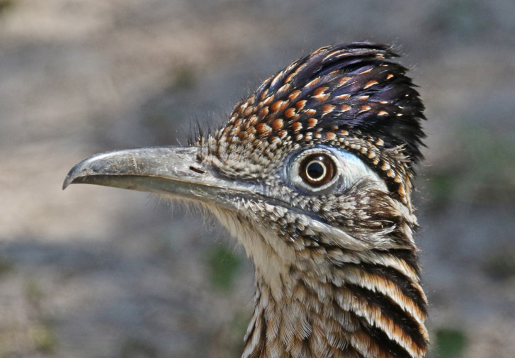 Greater Roadrunner photo #9