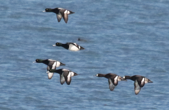 Greater Scaup Photo 5