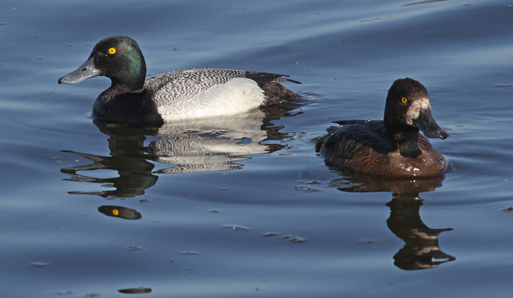 Greater Scaup Photo 2