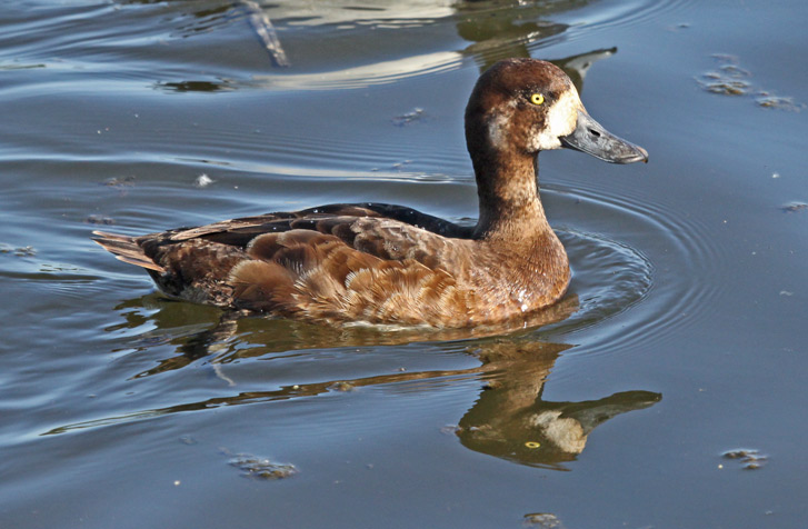 Greater Scaup Photo 3