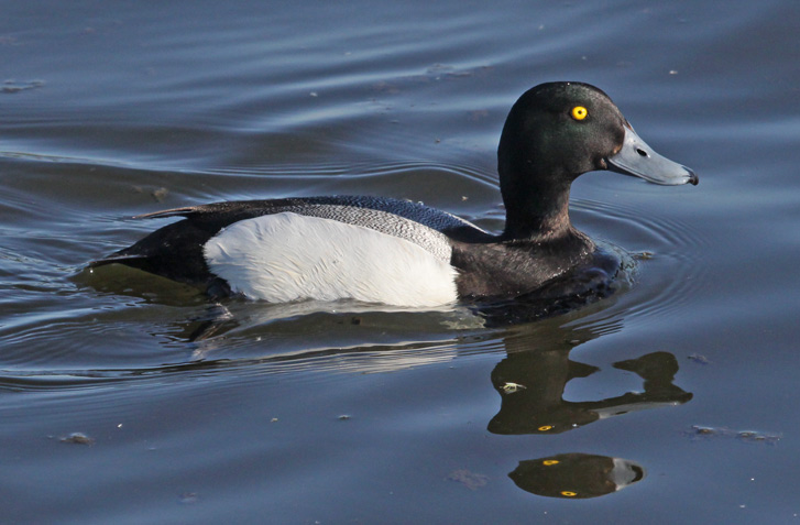 Greater Scaup Photo 4