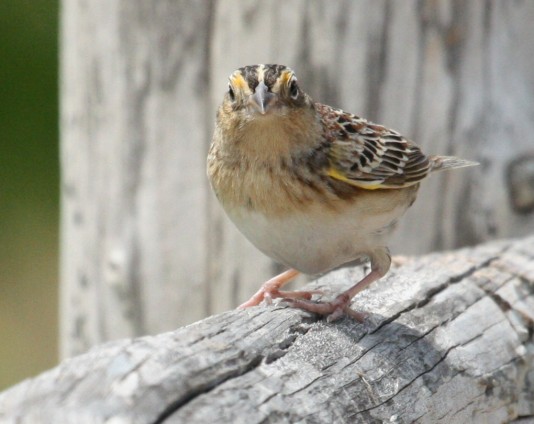 Grasshopper Sparrow