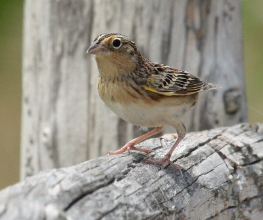 Grasshopper Sparrow