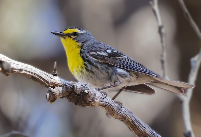Grace's Warbler (adult male) photo #1