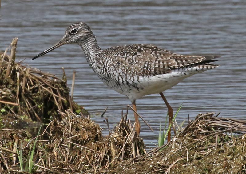 Greater Yellowlegs Photo 4