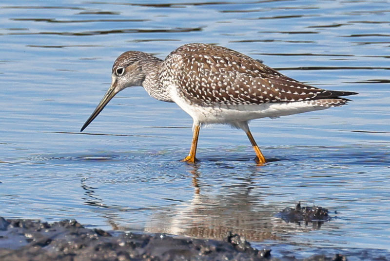 Greater Yellowlegs (juvenile)