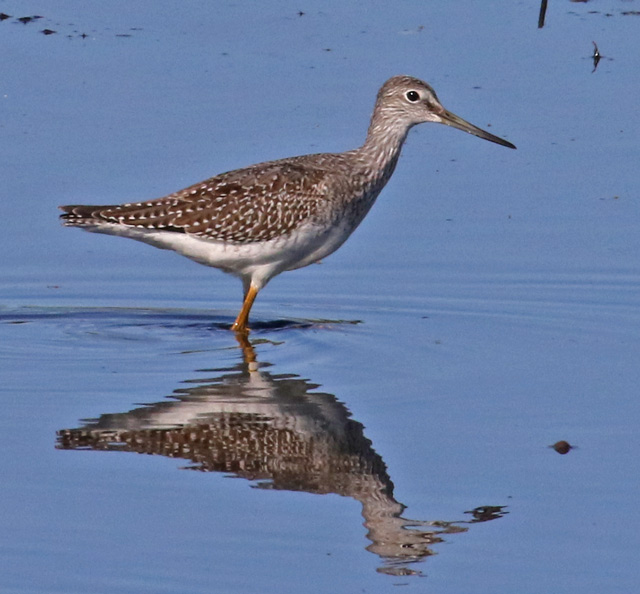 Greater Yellowlegs (juvenile)