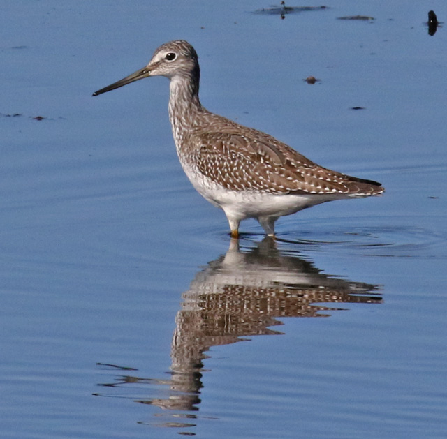 Greater Yellowlegs (juvenile)