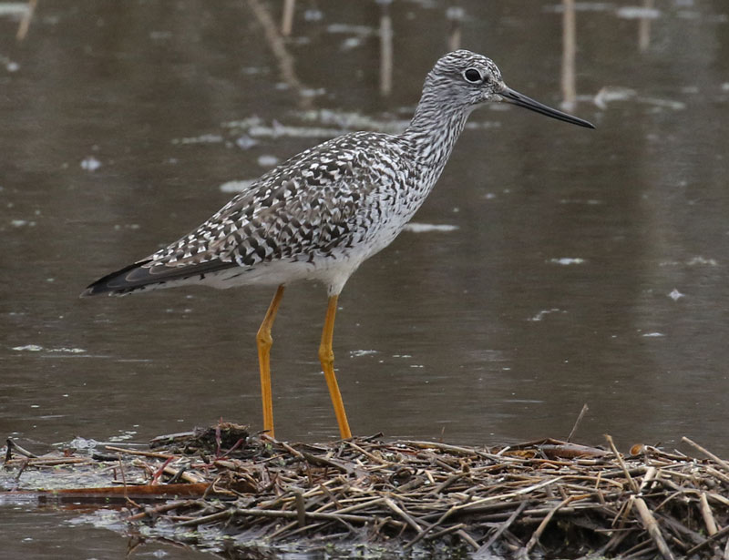 Greater Yellowlegs Photo 1