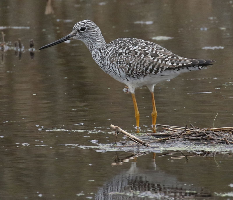 Greater Yellowlegs Photo 2