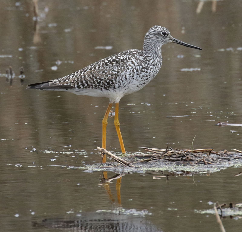 Greater Yellowlegs Photo 3