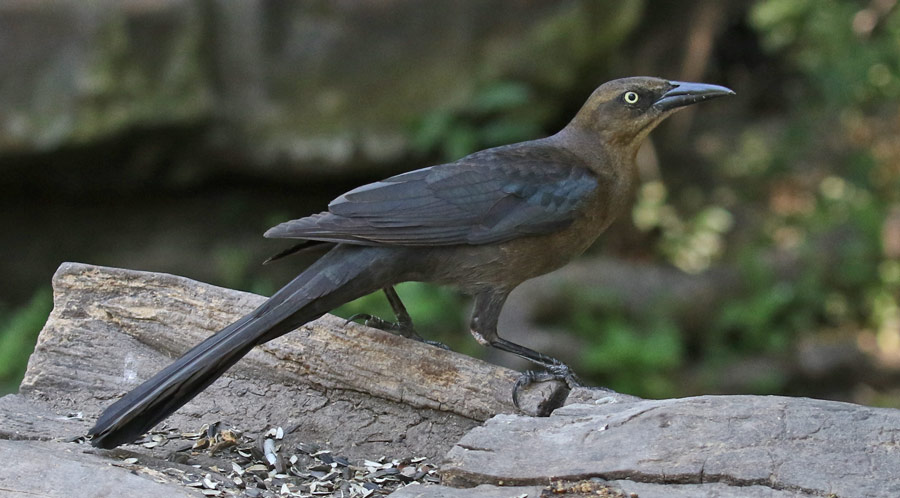 Great-tailed Grackle (female)