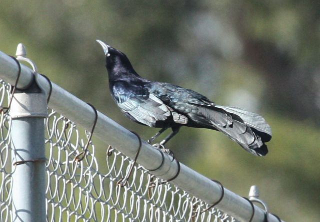 Great-tailed Grackle (male)