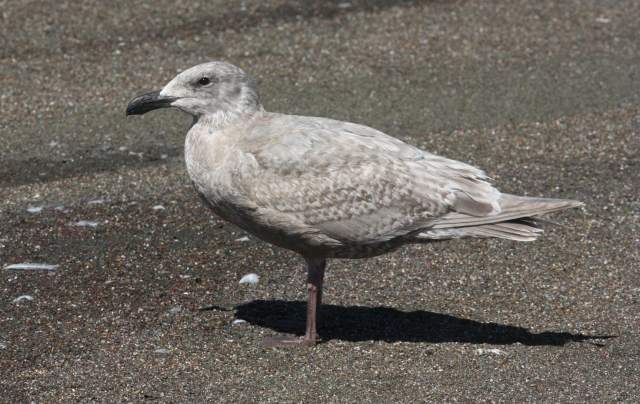 Glaucous-winged Gull (1st cycle) photo #3
