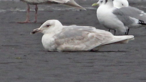 Glaucous-winged Gull (2nd cycle)