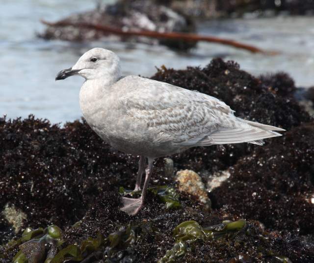 Glaucous-winged Gull (1st cycle) photo #1