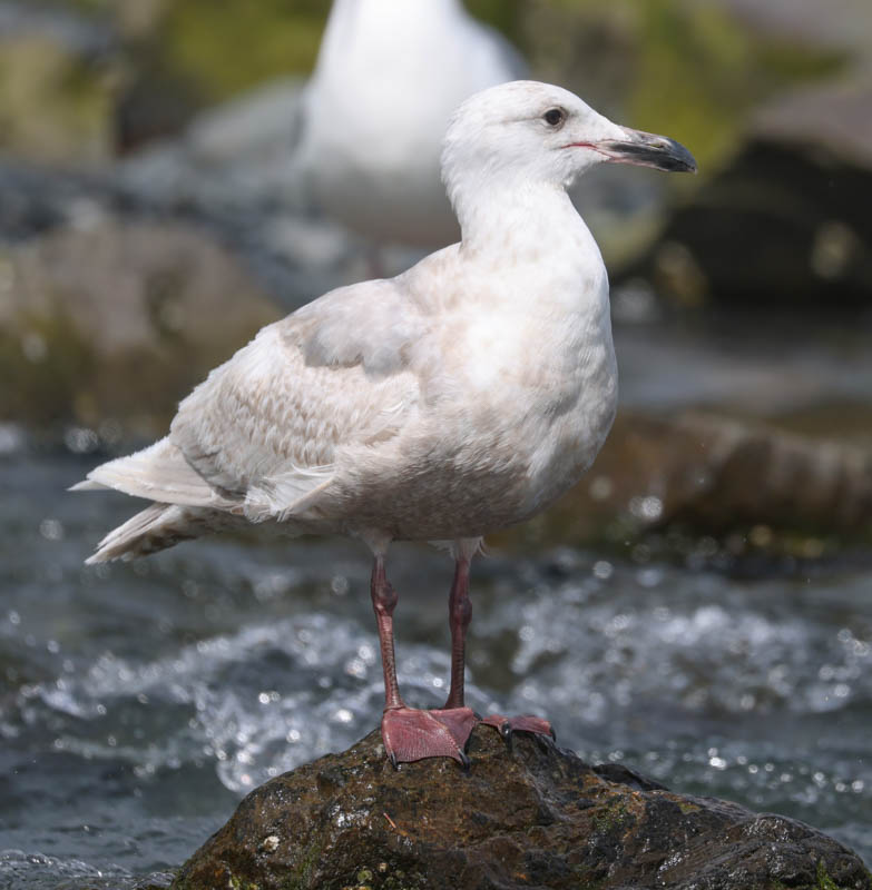 Glaucous-winged Gull (2nd cycle)