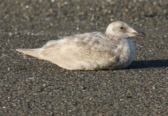 Glaucous-winged Gull (1st cycle) photo #2