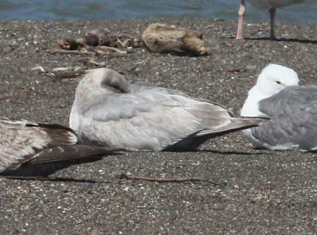 Glaucous-winged Gull (2nd cycle)
