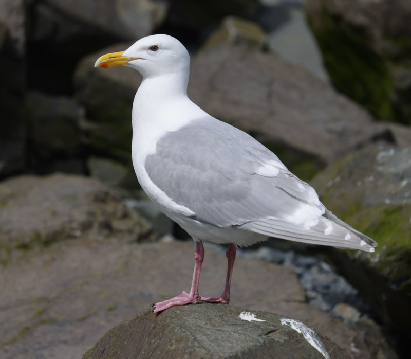 Glaucous-winged Gull (adult)