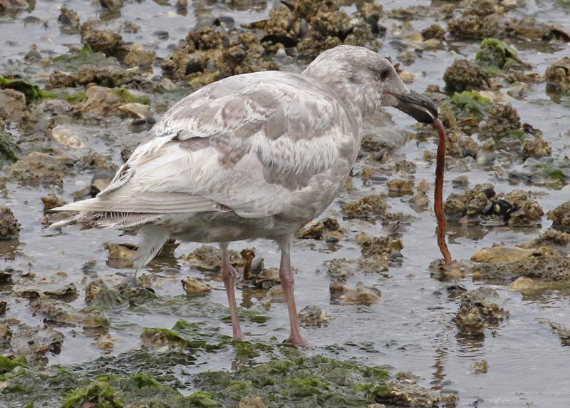 Glaucous-winged Gull (1st cycle) photo #6