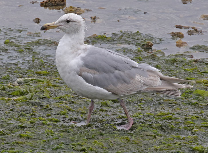 Glaucous-winged Gull (3rd cycle)