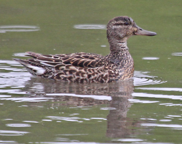 Green-winged Teal photo 3
