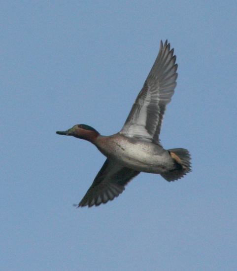 Green-winged Teal photo 2