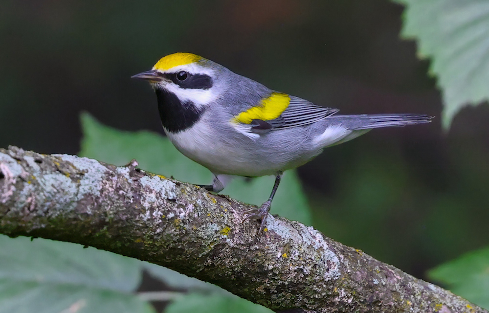Golden-winged Warbler Photo 1