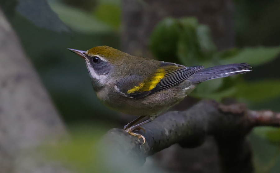 Golden-winged Warbler Photo 1