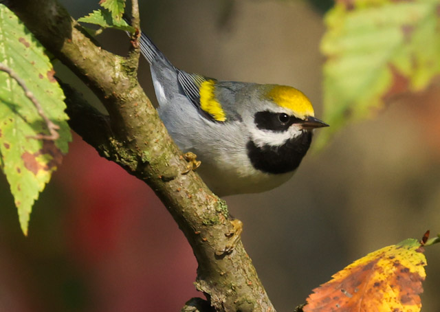 Golden-winged Warbler Photo 5
